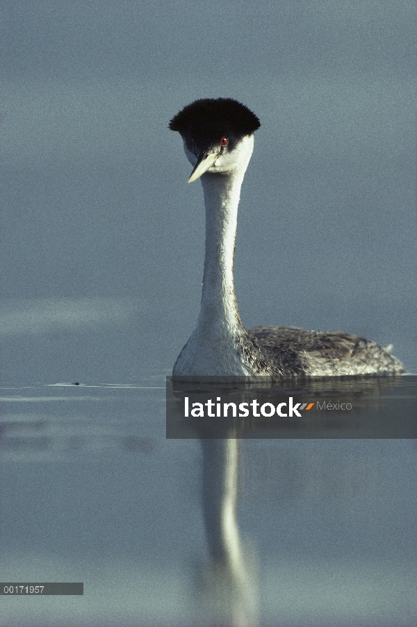 Retrato de Western Grebe (Aechmophorus occidentalis), América del norte