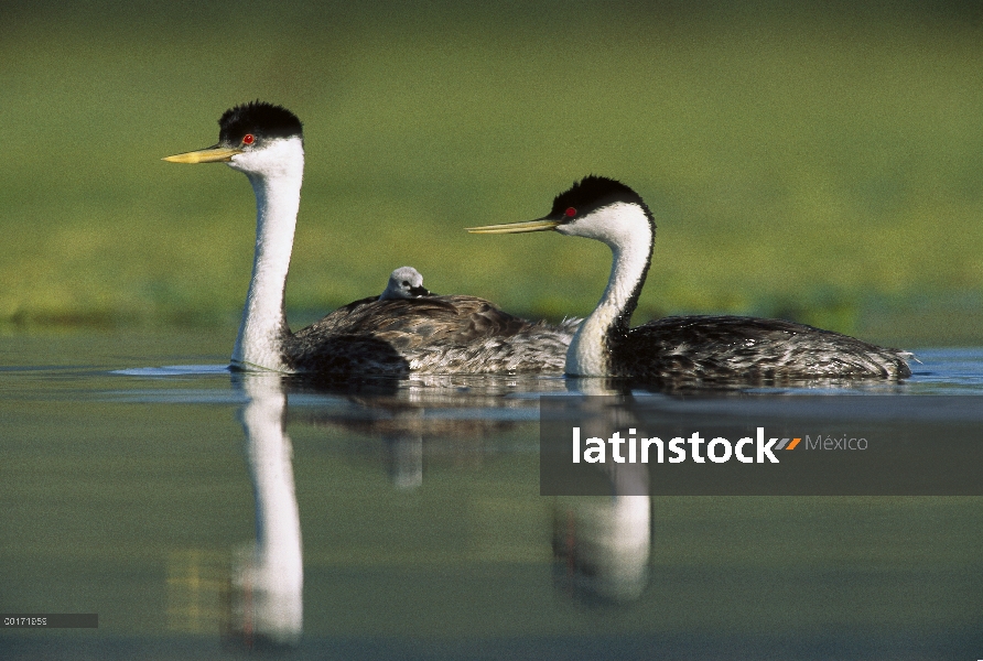 Pareja Western Grebe (Aechmophorus occidentalis) con uno de los padres chick que lleva en su parte p