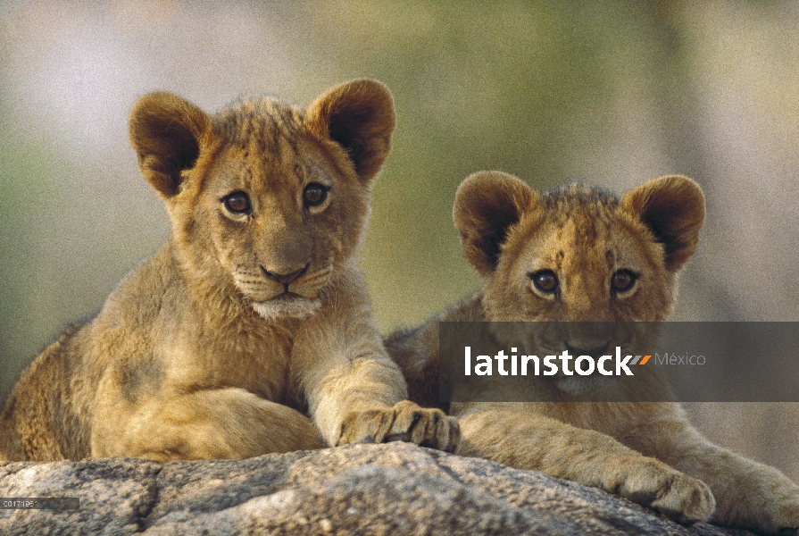 Cachorros de León africano (Panthera leo), el Parque Nacional Hwange, Zimbabwe