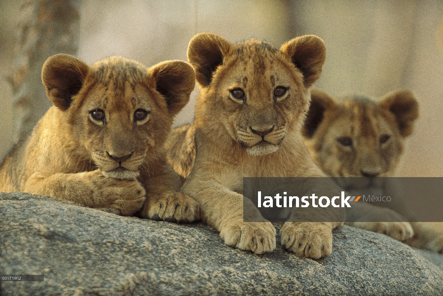 Tres cachorros de León africano (Panthera leo) descansando sobre una roca, Parque Nacional de Hwange