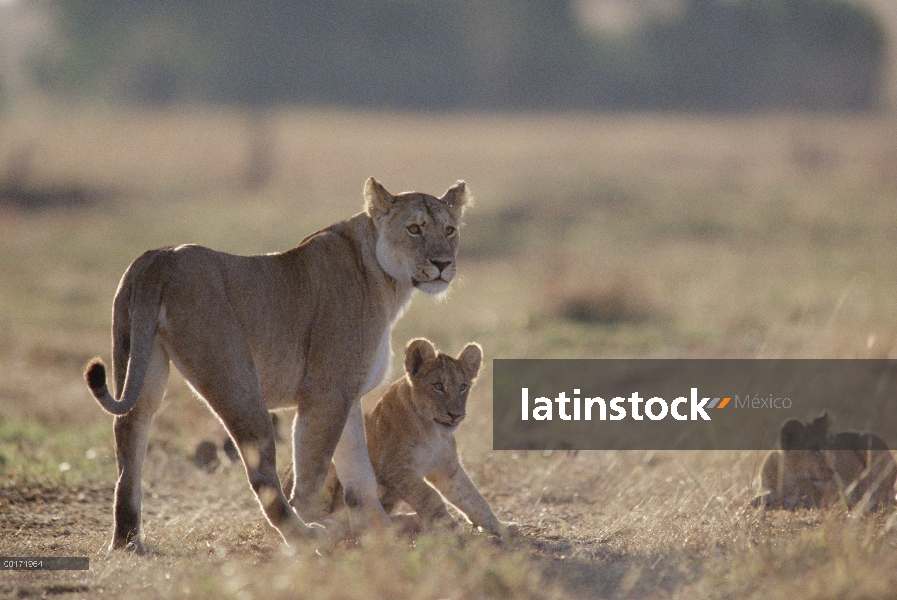 Madre de León africano (Panthera leo) con dos cachorros al atardecer, Kenia