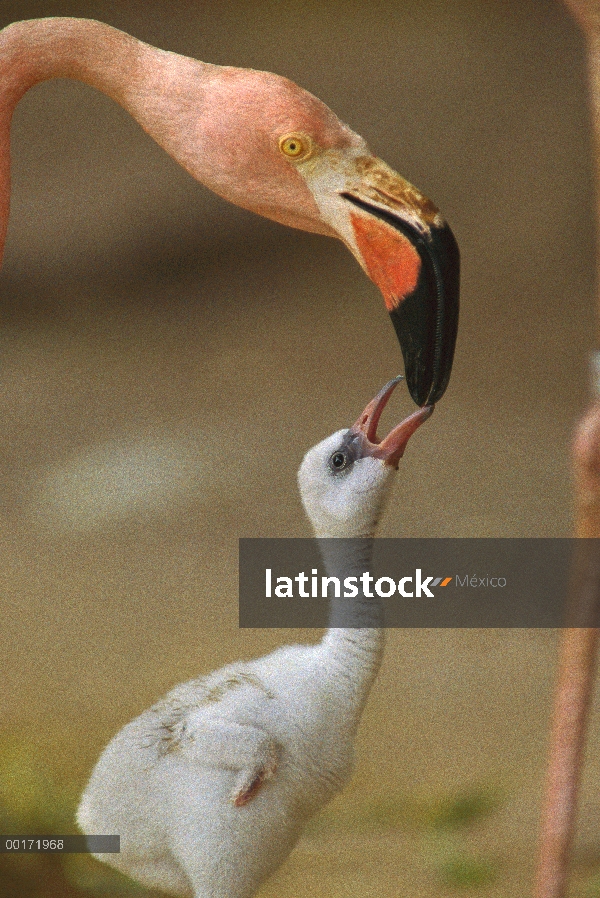 Madre mayor de flamenco (Phoenicopterus ruber) y petición de chick, Caribe