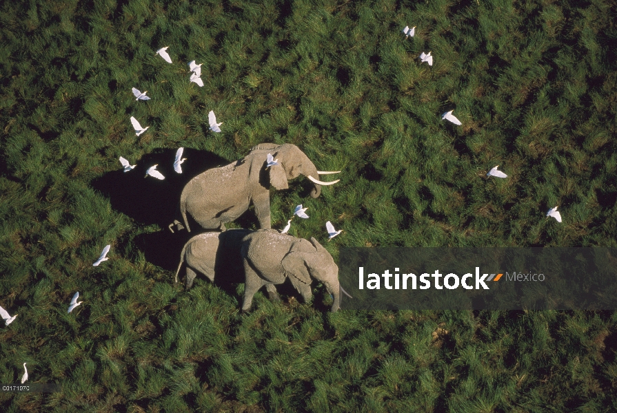 Los padres del elefante africano (Loxodonta africana) y dos terneros con bandada de garcillas bueyer