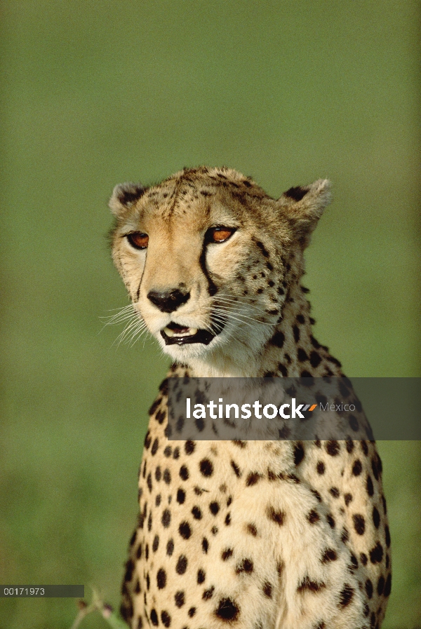 Retrato de guepardo (Acinonyx jubatus), Kenia