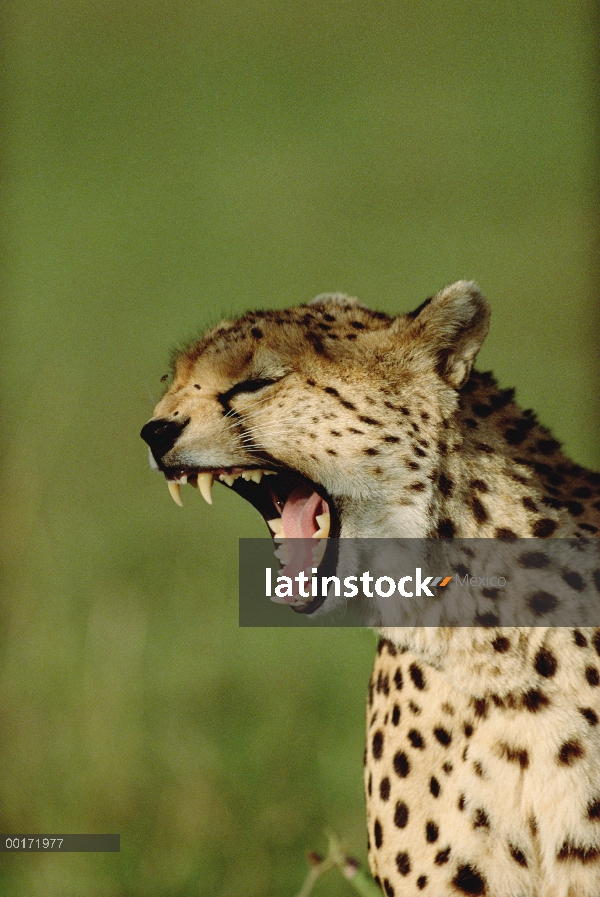 Guepardo (Acinonyx jubatus), el bostezo, Kenia