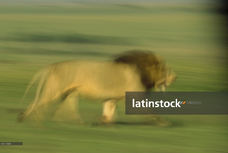 Macho León africano (Panthera leo) funcionando, Kenia