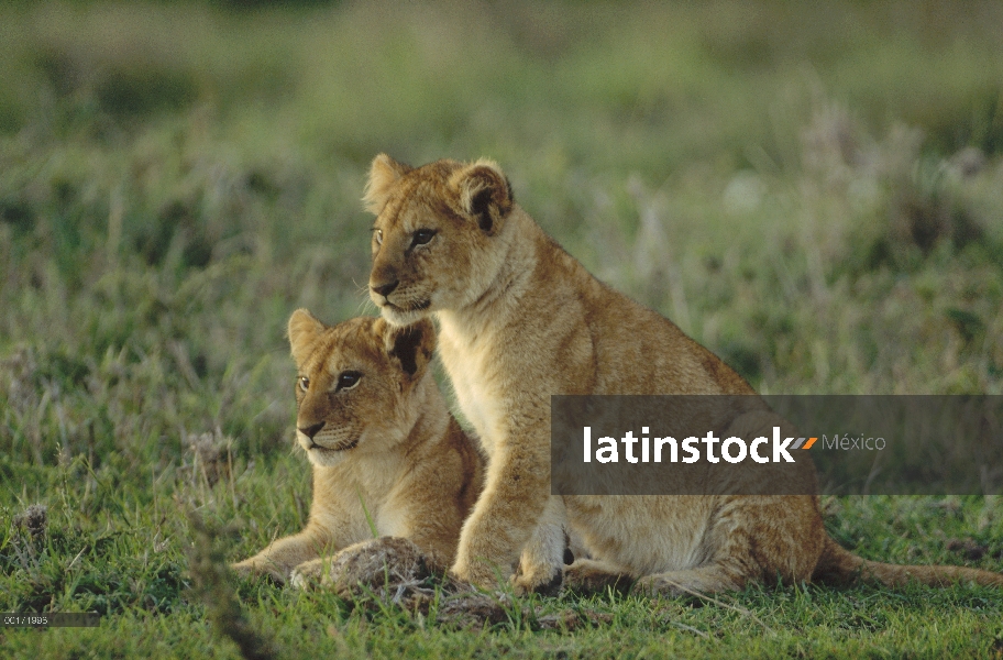 Dos cachorros de León africano (Panthera leo) descansando sobre la hierba verde, Zimbabwe