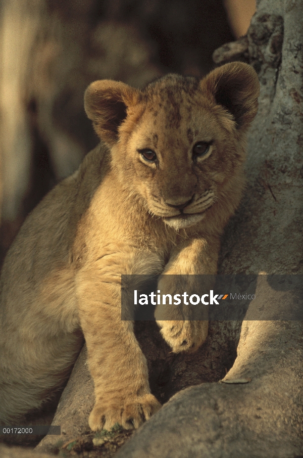 Cachorro de León africano (Panthera leo) descansando en la tutela de un árbol, Zimbabwe