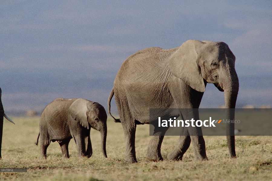 Elefante africano (Loxodonta africana) madre y el becerro, Kenia