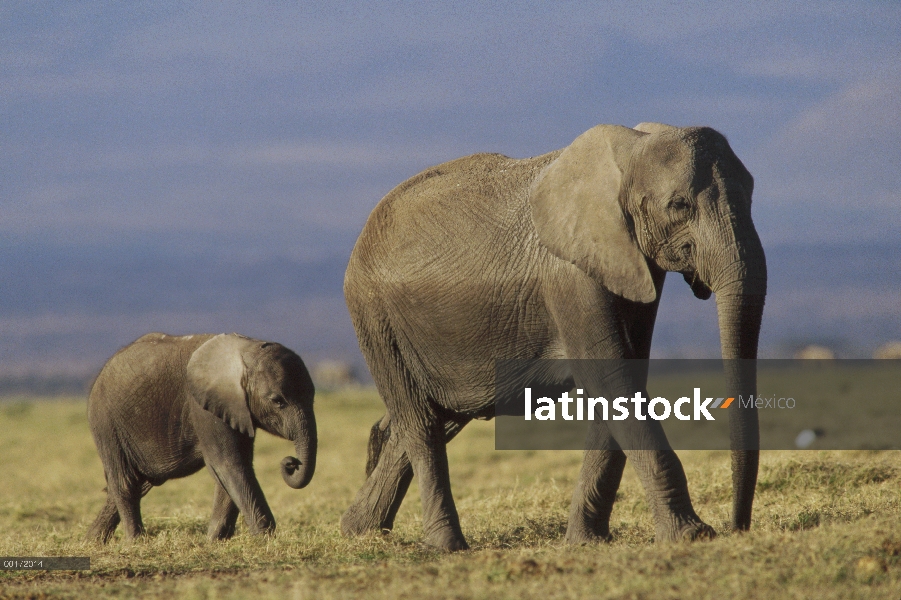 Elefante africano (Loxodonta africana) madre becerro líder, Kenia