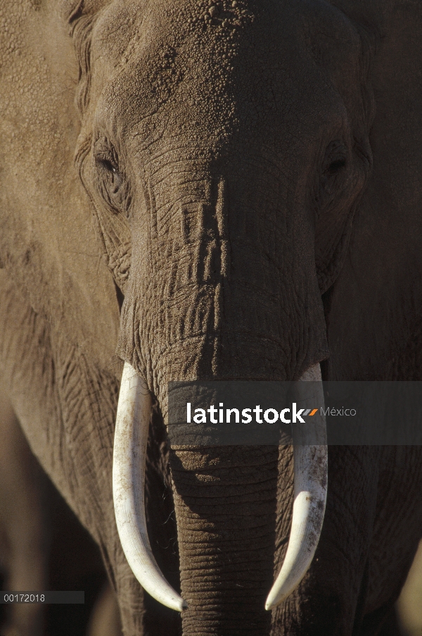 Retrato hombre elefante africano (Loxodonta africana) con colmillos largos, Kenia