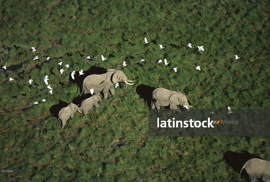 Los padres del elefante africano (Loxodonta africana) y dos terneros con bandada de garcillas bueyer