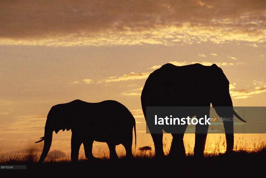 Elefante africano (Loxodonta africana) madre y el becerro siluetas al atardecer, Kenia