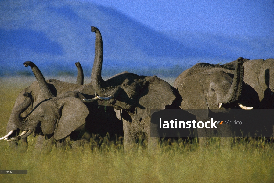 Manada de elefantes africanos (Loxodonta africana) olfateando el aire, Kenia