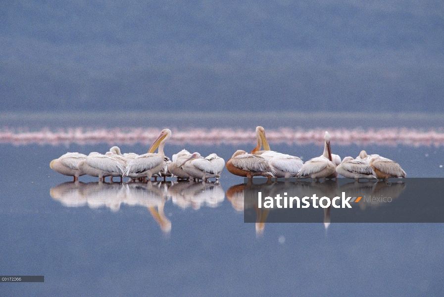 Gran pelícano blanco (Pelecanus onocrotalus) acuden en lago, Kenia