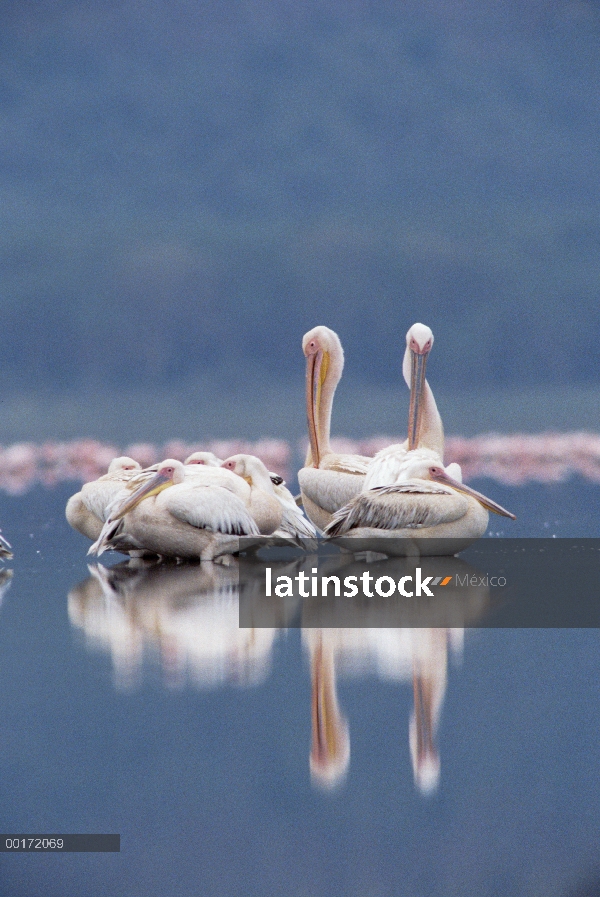 Gran pelícano blanco (Pelecanus onocrotalus) acuden a acicalarse en un tranquilo lago, Kenia