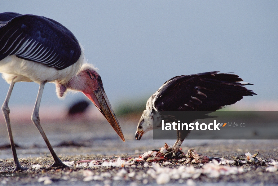 Águila Africana de los pescados (Haliaeetus vocifer), Kenia