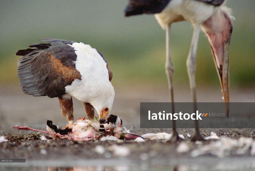 Águila Africana de los pescados (Haliaeetus vocifer) está parado cerca, Kenia