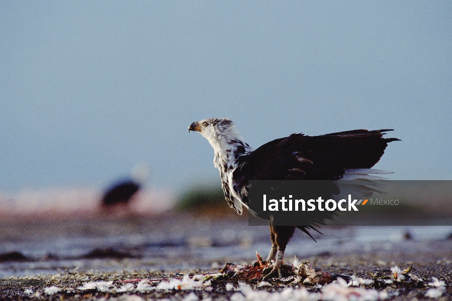 Águila Africana de los pescados (Haliaeetus vocifer), Kenia