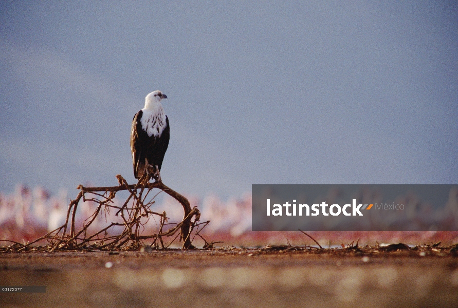 Águila pescadora Africana (Haliaeetus vocifer) juvenil perchado en una rama de árbol viejo, Kenia