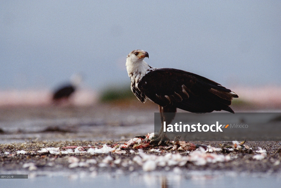 Águila Africana de los pescados (Haliaeetus vocifer), Kenia