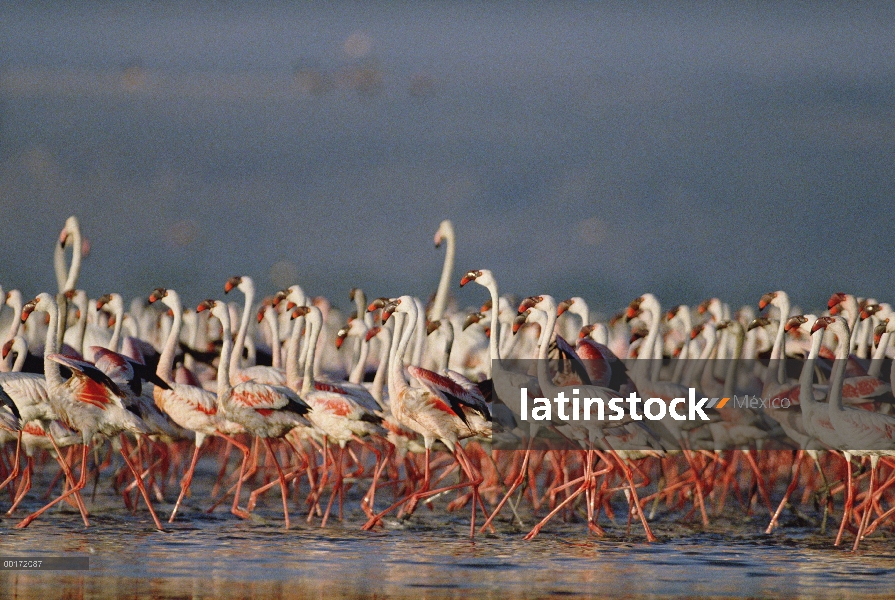 Mayor flamenco (Phoenicopterus ruber) y menor Flamingo (Phoenicopterus minor) de la multitud desfila