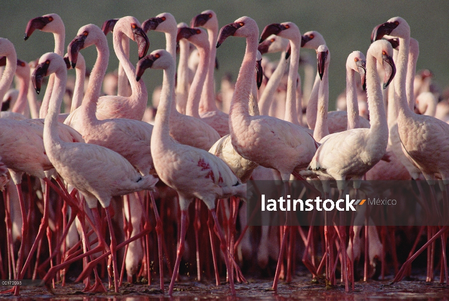 Bandada de flamencos (Phoenicopterus minor) menor, Kenia