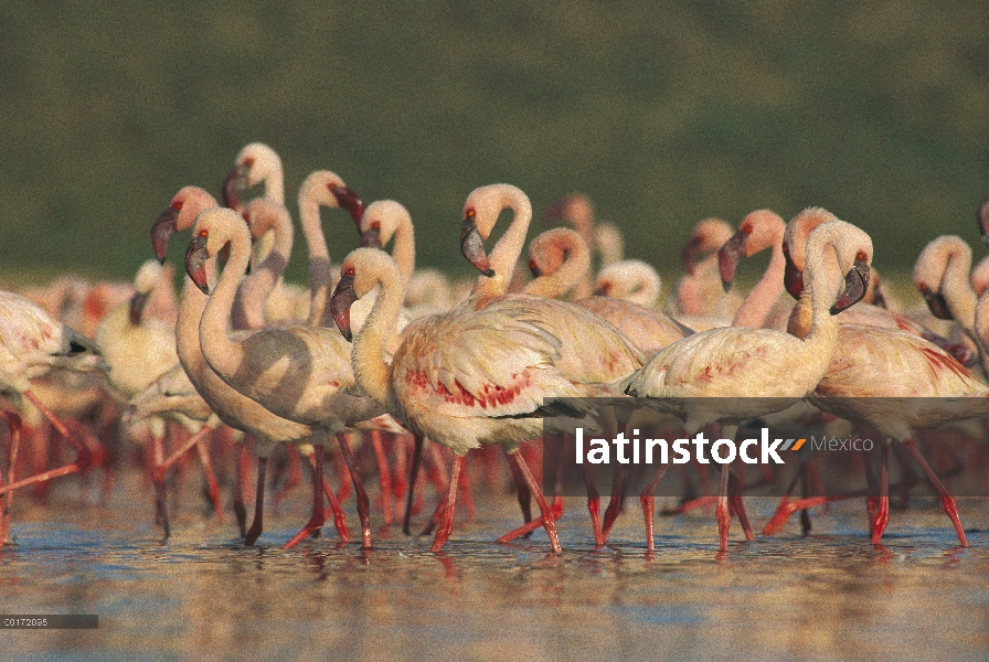 Menor grupo de Flamingo (Phoenicopterus minor) desfilando en una danza de cortejo masa, lago Bogoria