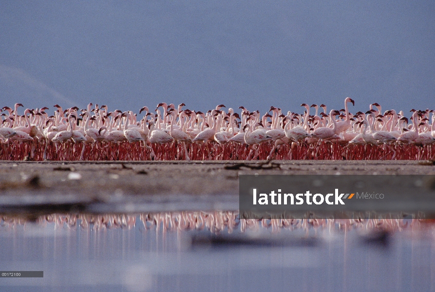 Menor bandada de flamencos (Phoenicopterus minor) desfilando en una danza de cortejo masa, lago Bogo