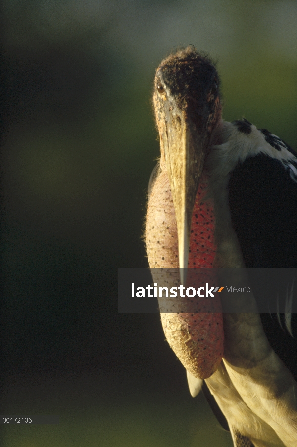 Retrato de Marabou Stork (Leptoptilos crumeniferus), Kenia