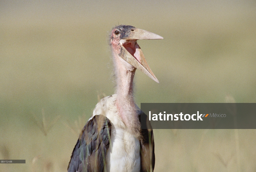 Cigüeña Marabú (Leptoptilos crumeniferus) llamar, Kenia