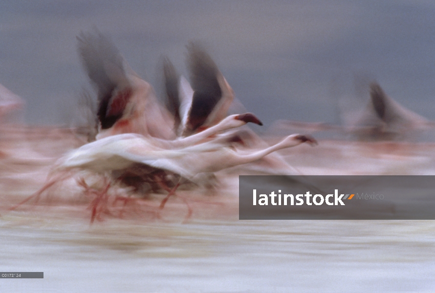 Menor bandada de flamencos (Phoenicopterus minor) tomando vuelo desde la superficie de un lago, Keni