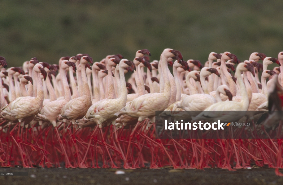 Menor Flamingo (Phoenicopterus minor) en una exhibición de cortejo masa, Kenia