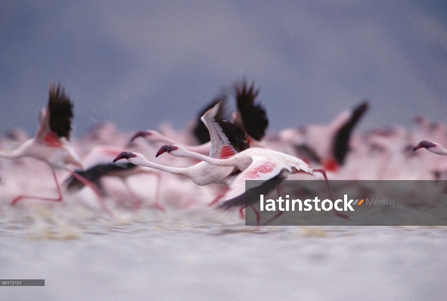 Menor bandada de flamencos (Phoenicopterus minor) tomando vuelo desde la superficie de un lago, Keni