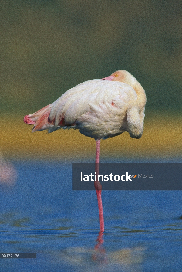 Flamenco (Phoenicopterus ruber) de pie sobre una pierna mientras descansa, Kenia