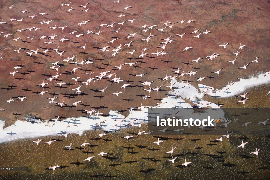 Menor multitud de grupo Flamingo (Phoenicopterus minor) volando sobre pisos de soda en el borde del 