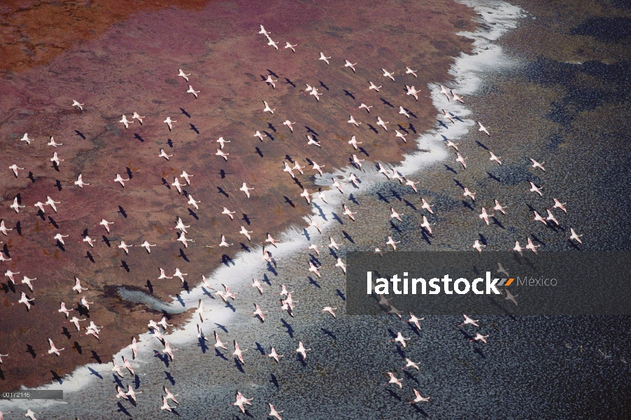 Menor multitud de grupo Flamingo (Phoenicopterus minor) volando sobre pisos de soda en el borde del 