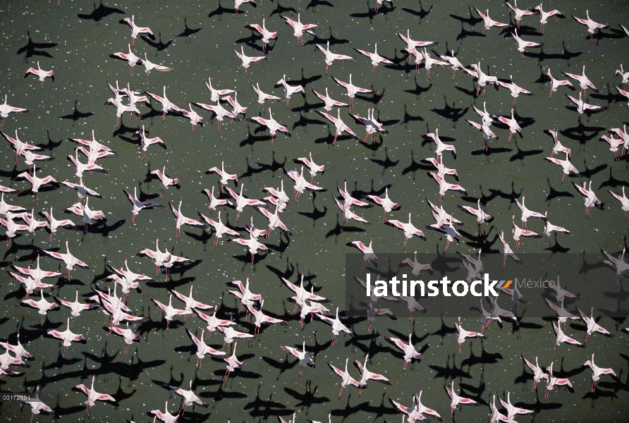 Rebaño de Flamingo (Phoenicopterus minor) menor vuelo lago, Kenia