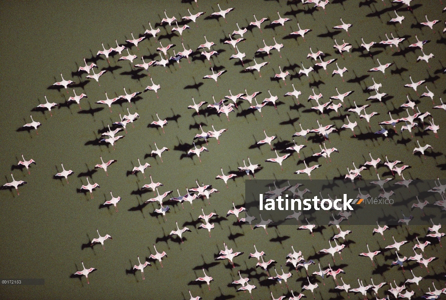 Menor multitud de grupo Flamingo (Phoenicopterus minor) volando sobre un lago, Kenia