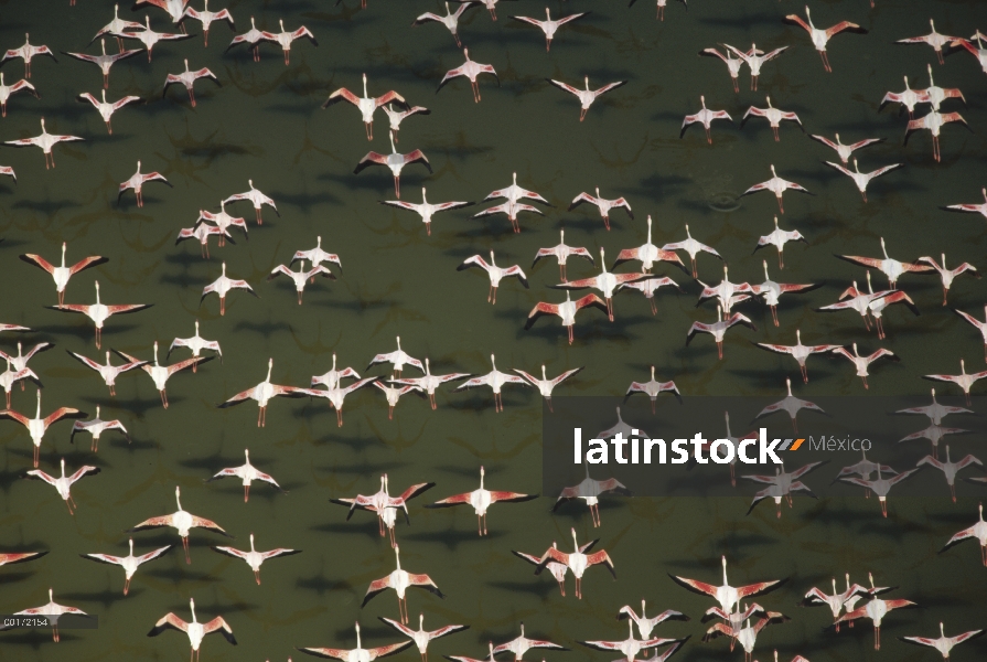 Rebaño de Flamingo (Phoenicopterus minor) menor vuelo, Kenia