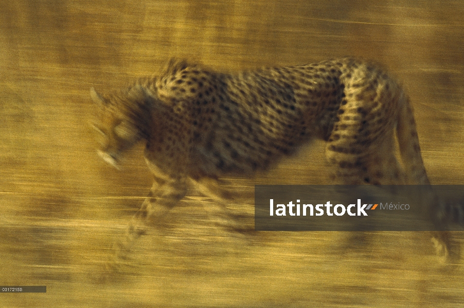 Guepardo (Acinonyx jubatus) corriendo por la hierba seca, Zimbabwe