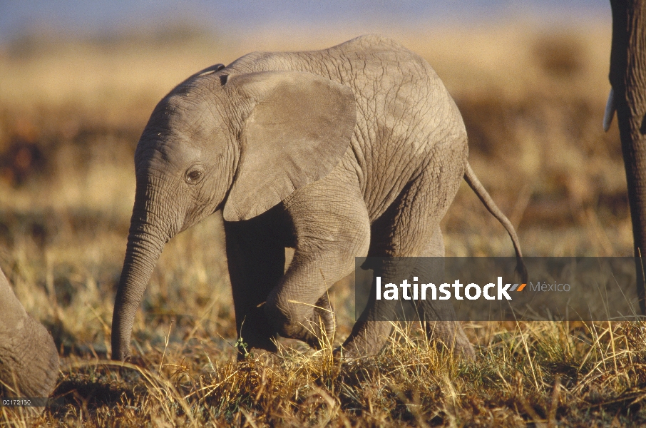 Bebé elefante africano (Loxodonta africana), Kenia