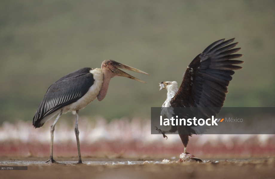 La águila pescadora Africana (Haliaeetus vocifer), riñendo con cigüeña Marabú (Leptoptilos crumenife