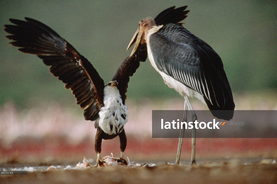 Águila Africana de los pescados (Haliaeetus vocifer), Kenia