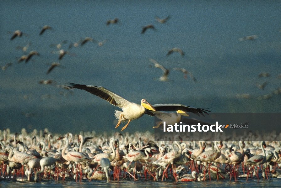 Gran pelícano blanco (Pelecanus onocrotalus) par con una bandada de alimentación grupo menor Flaming