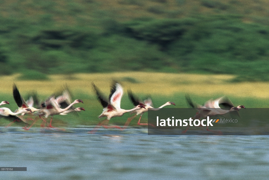 Menor bandada de flamencos (Phoenicopterus minor) tomando vuelo desde la superficie de un lago, Keni