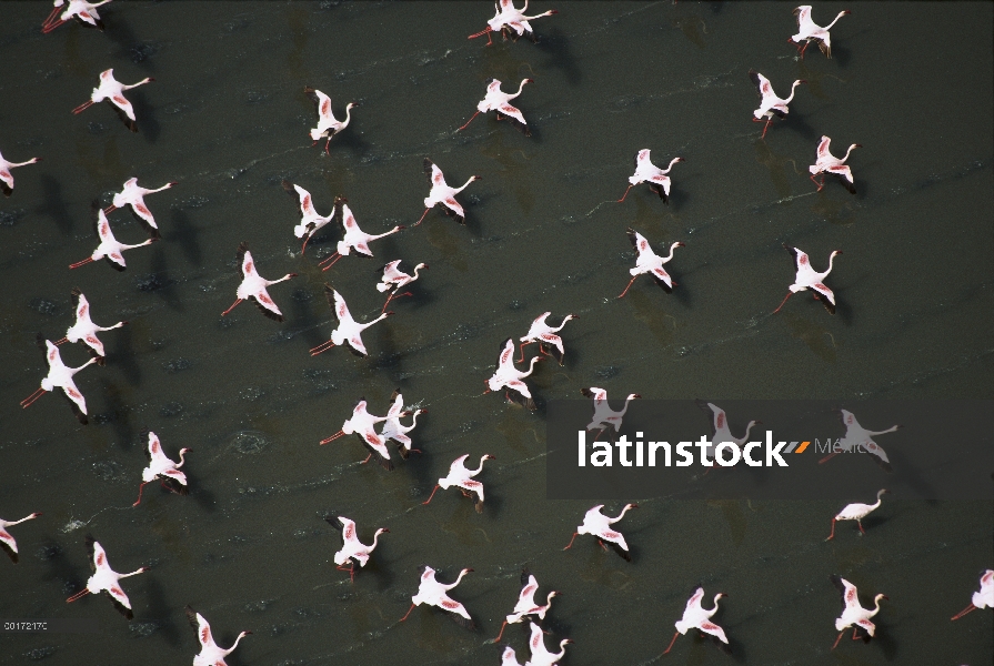 Menor bandada de flamencos (Phoenicopterus minor) tomando vuelo desde la superficie de un lago, Keni