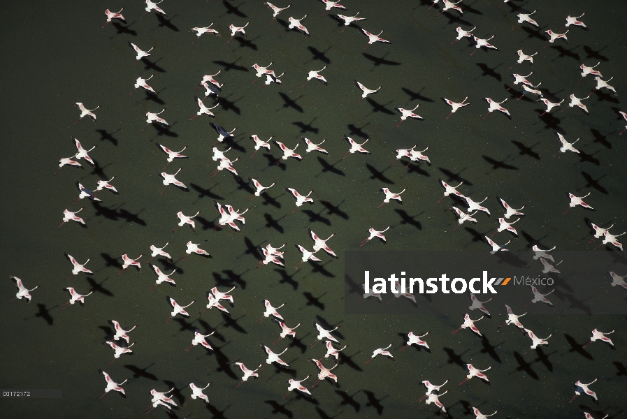 Menor bandada de flamencos (Phoenicopterus minor) volando sobre un lago, Kenia