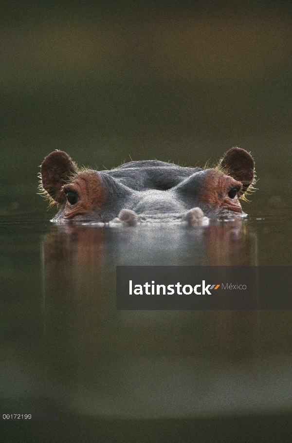 Hipopótamo (Hippopotamus amphibius) en la superficie del agua, Tanzania