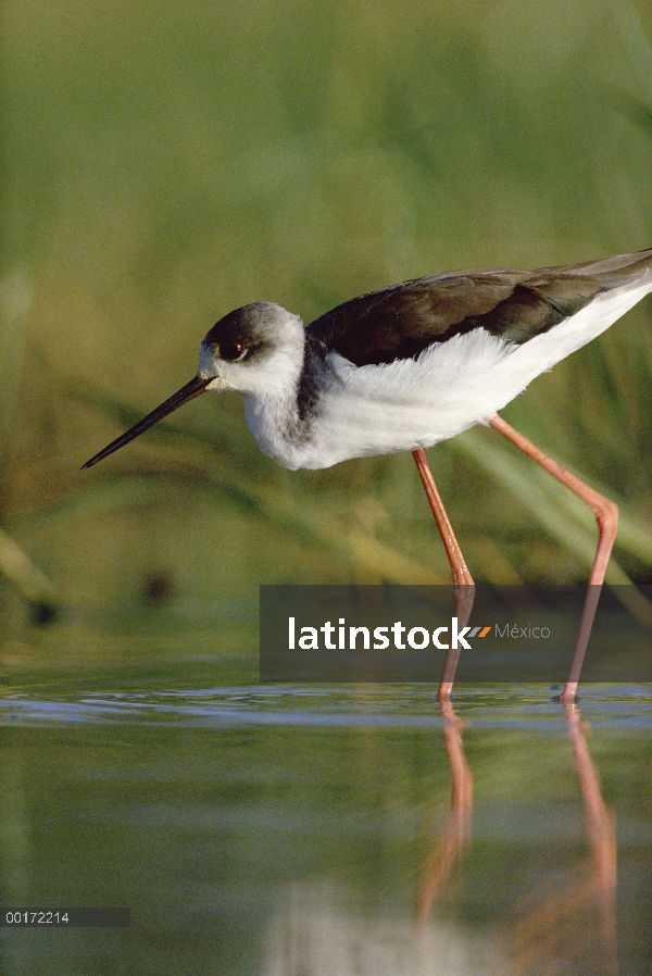 Cigüeñuela (Himantopus himantopus) vadeando en el agua, Kenia